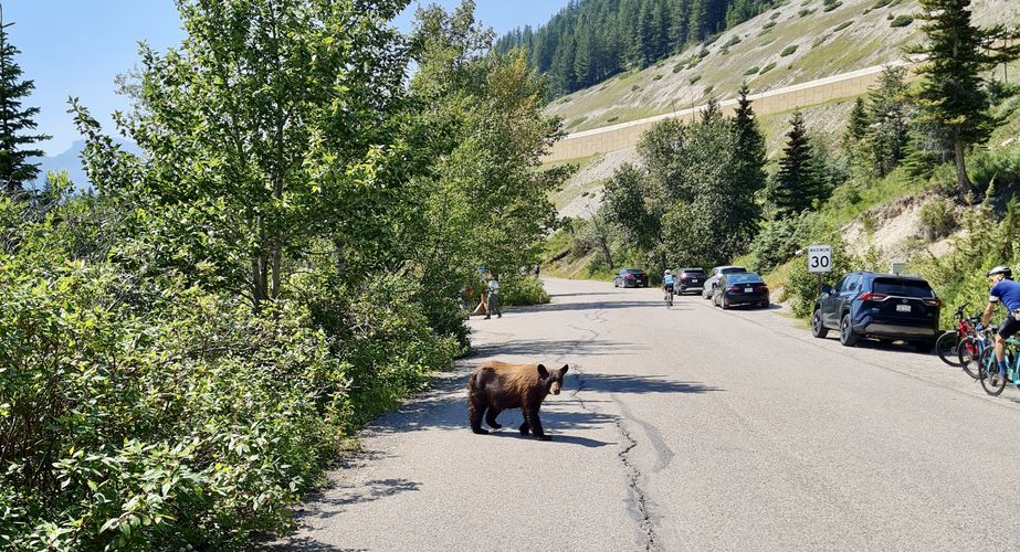 28 38 Canada 53 28 38 Canada 53